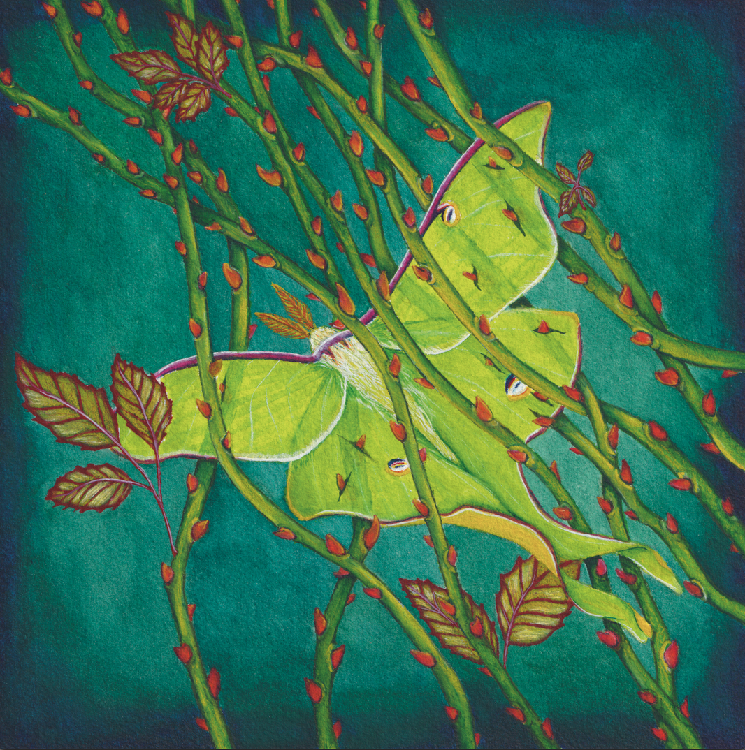 Entangled - 8x8 inches print by Stephenie Anderson
