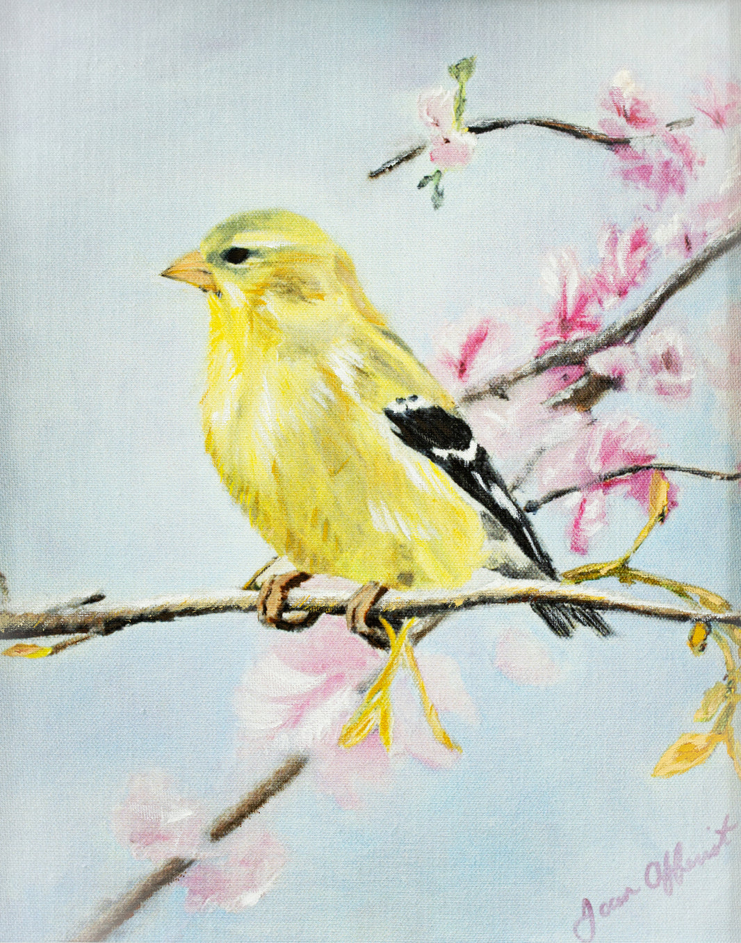 Golden Finch - Print by Joan Affenit