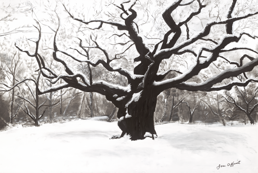 Major Oak - Print by Joan Affenit