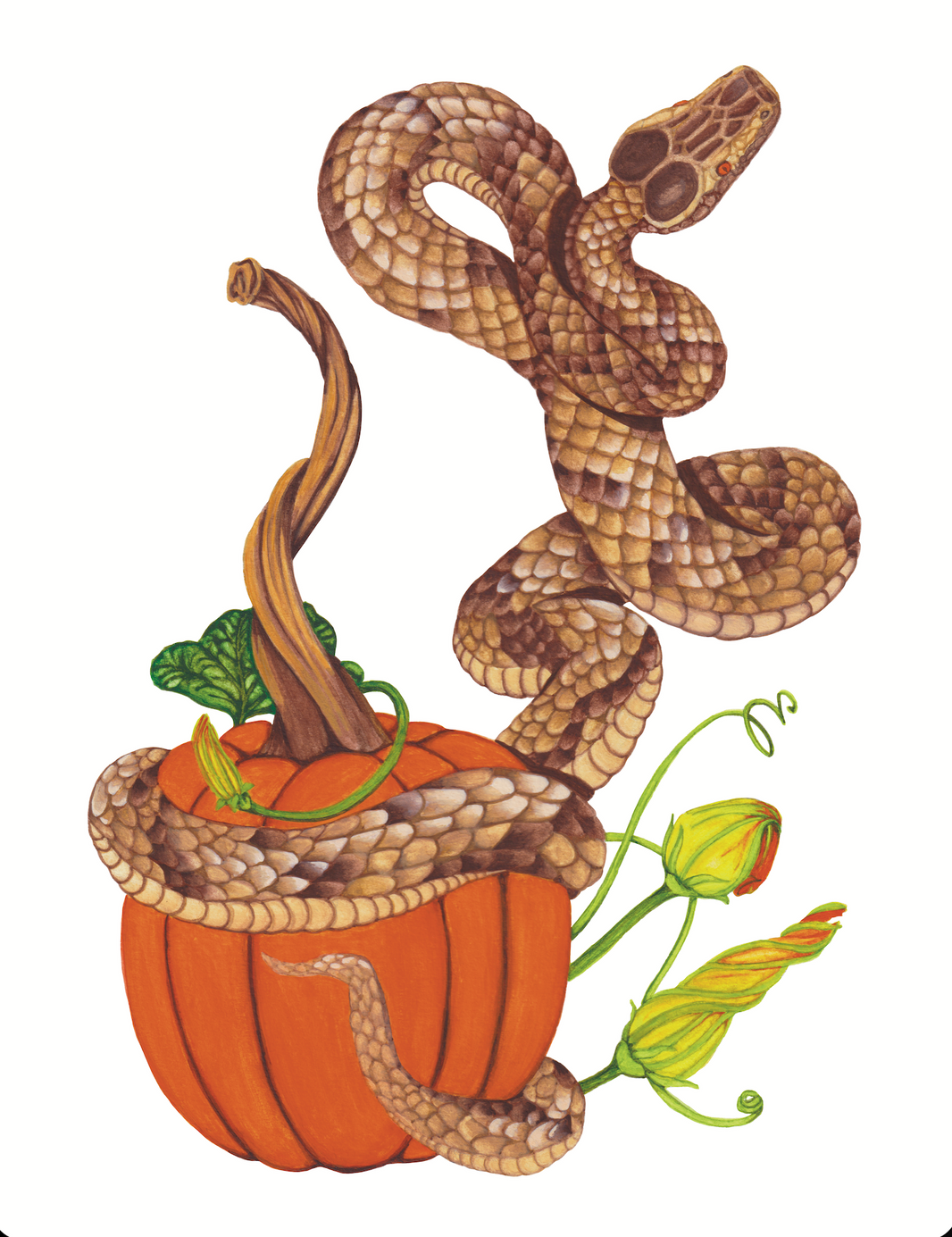 The Snake and the Rind - 8x10 inches print by Stephenie Anderson