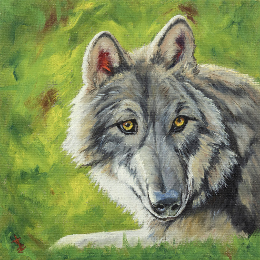 Sunny Wolf - 12x12 print by Stacy Jenkins