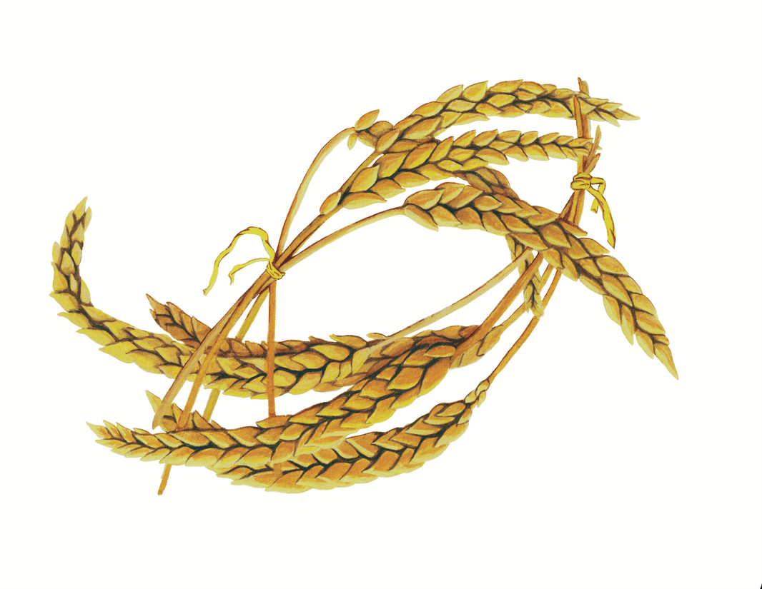 Wrapped Wheat - 10x8 inches print by Stephenie Anderson