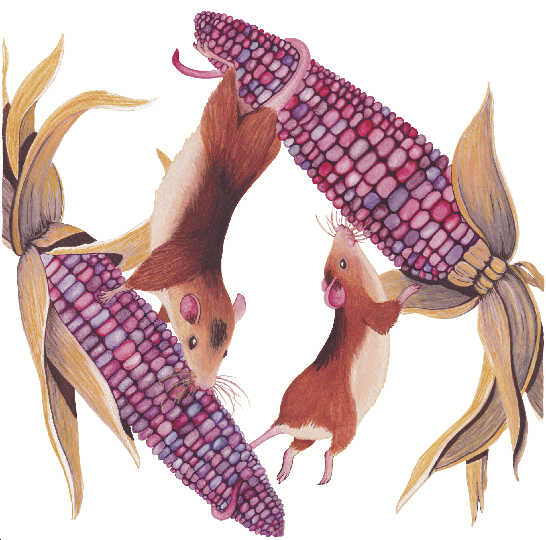 Field Mouse Frezy - 10x10 inches print by Stephenie Anderson by Stephenie Anderson