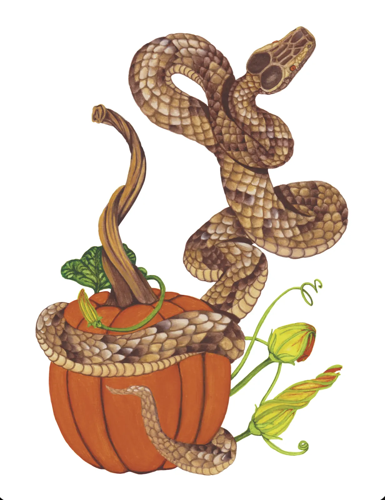 The Snake and the Rind - 8x10 inches print by Stephenie Anderson