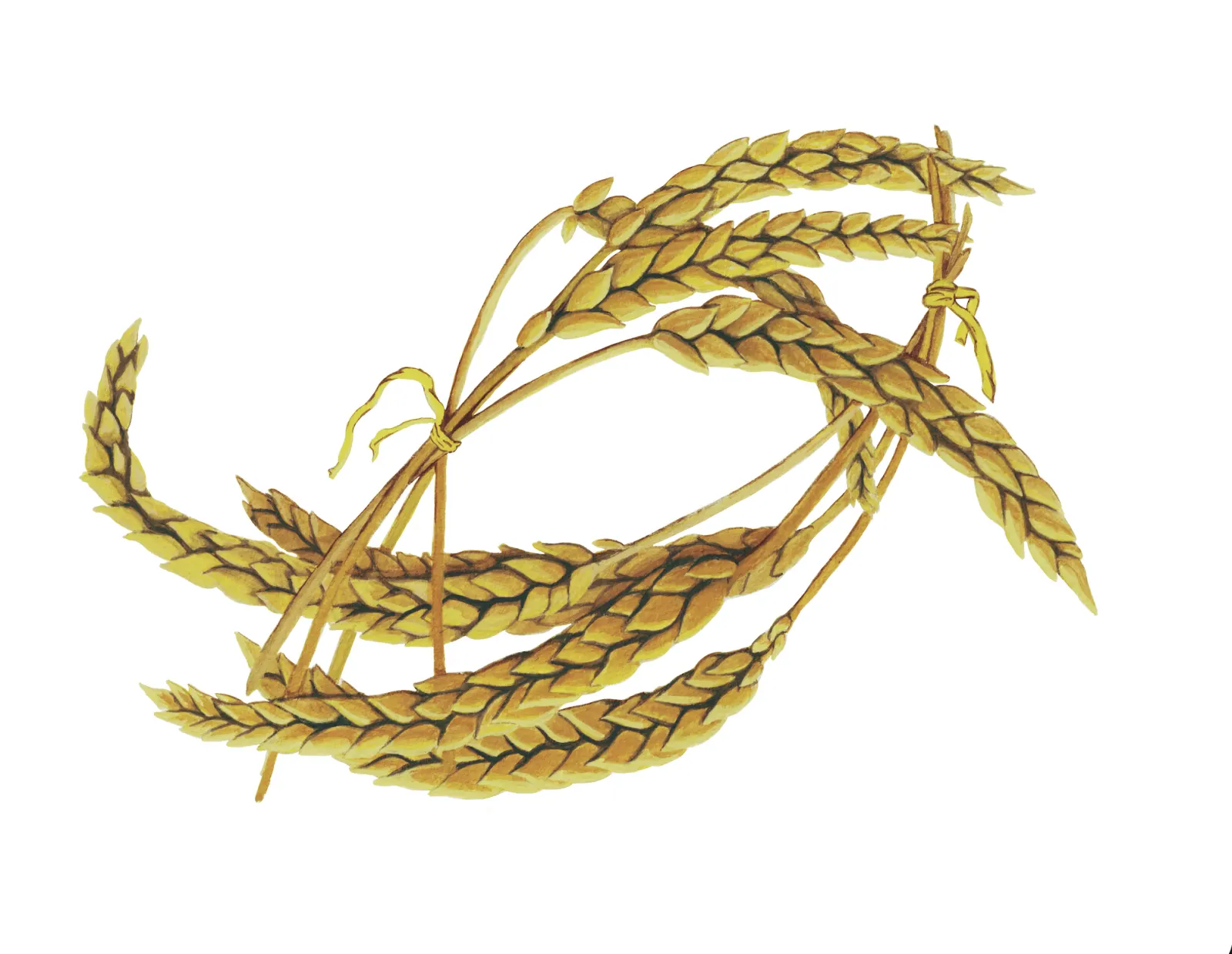 Wrapped Wheat - 10x8 inches print by Stephenie Anderson